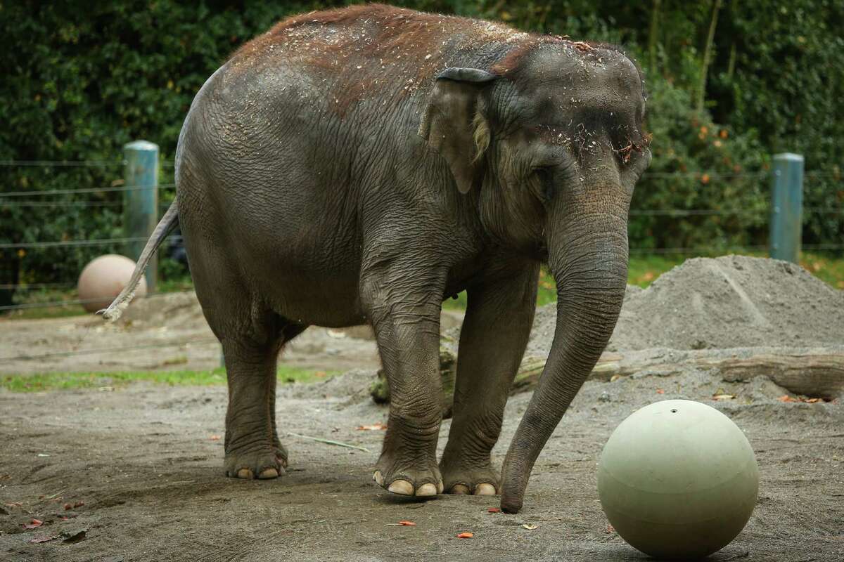Woodland Park Zoo to end elephant program
