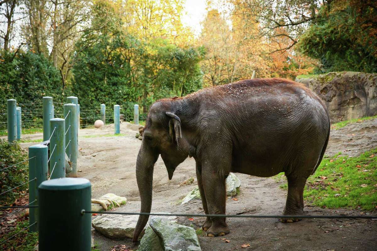 Zoo's elephants to be sent to Oklahoma City