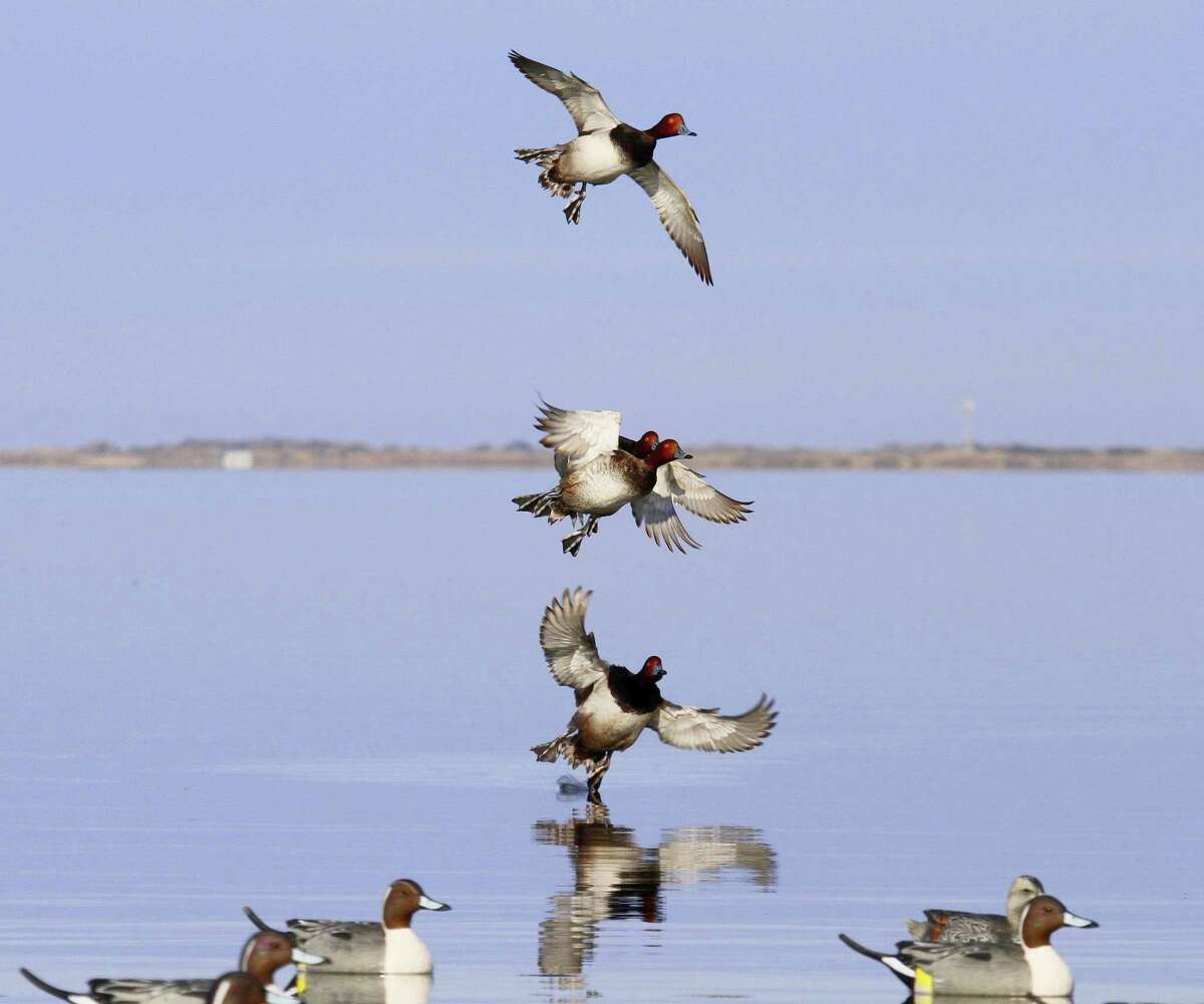Duck season heats up as temperatures cool