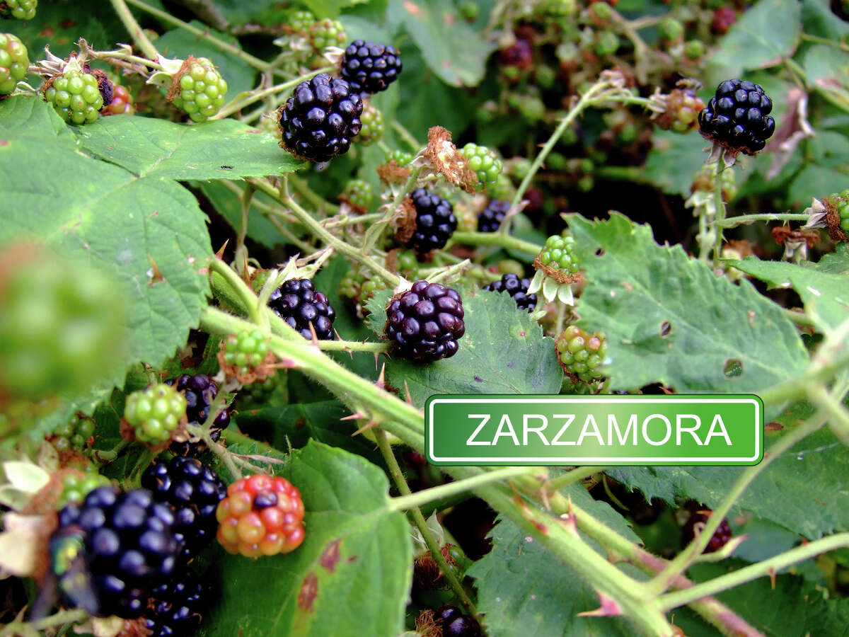 19 literal translations of Bexar County locations