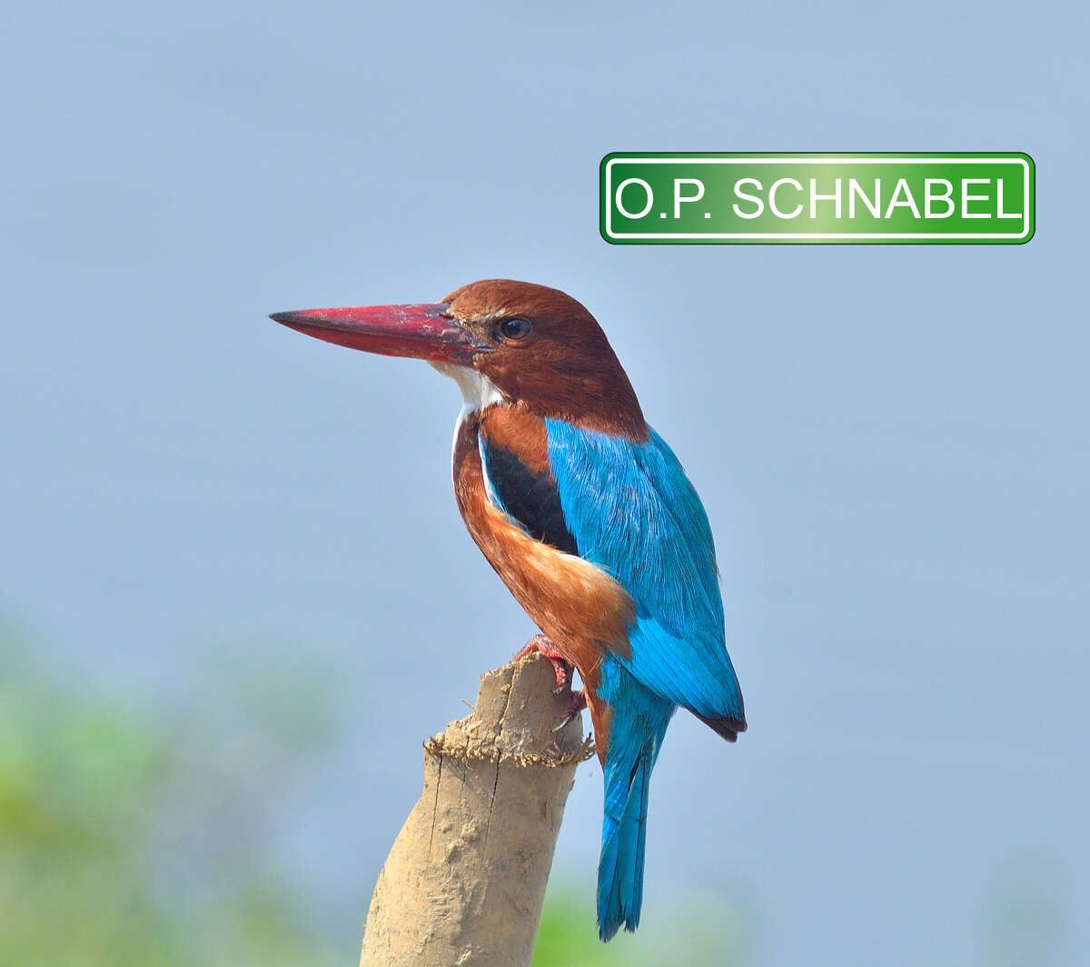 O.P. Schnabel Park is rooted in a German surname, meaning "beak."