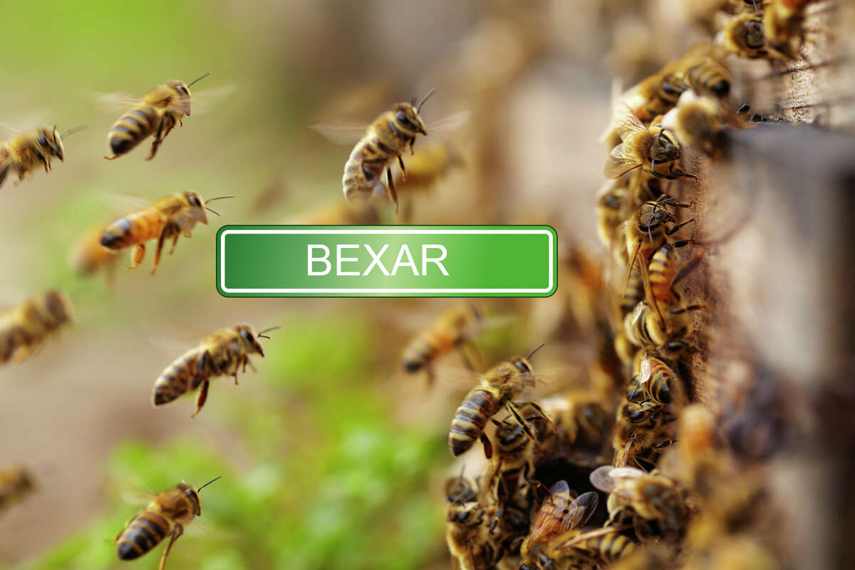 Contrary to the sound of it, Béxar does not translate to its homophone. Historians track Bexar to an old Moorish fort Bejar, rooted in a word for "bees" or "land of bee hives." 
