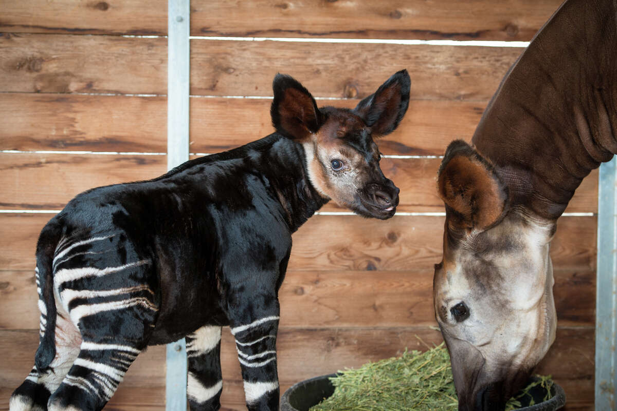 New Baby Is First Of Its Kind Born At Houston Zoo