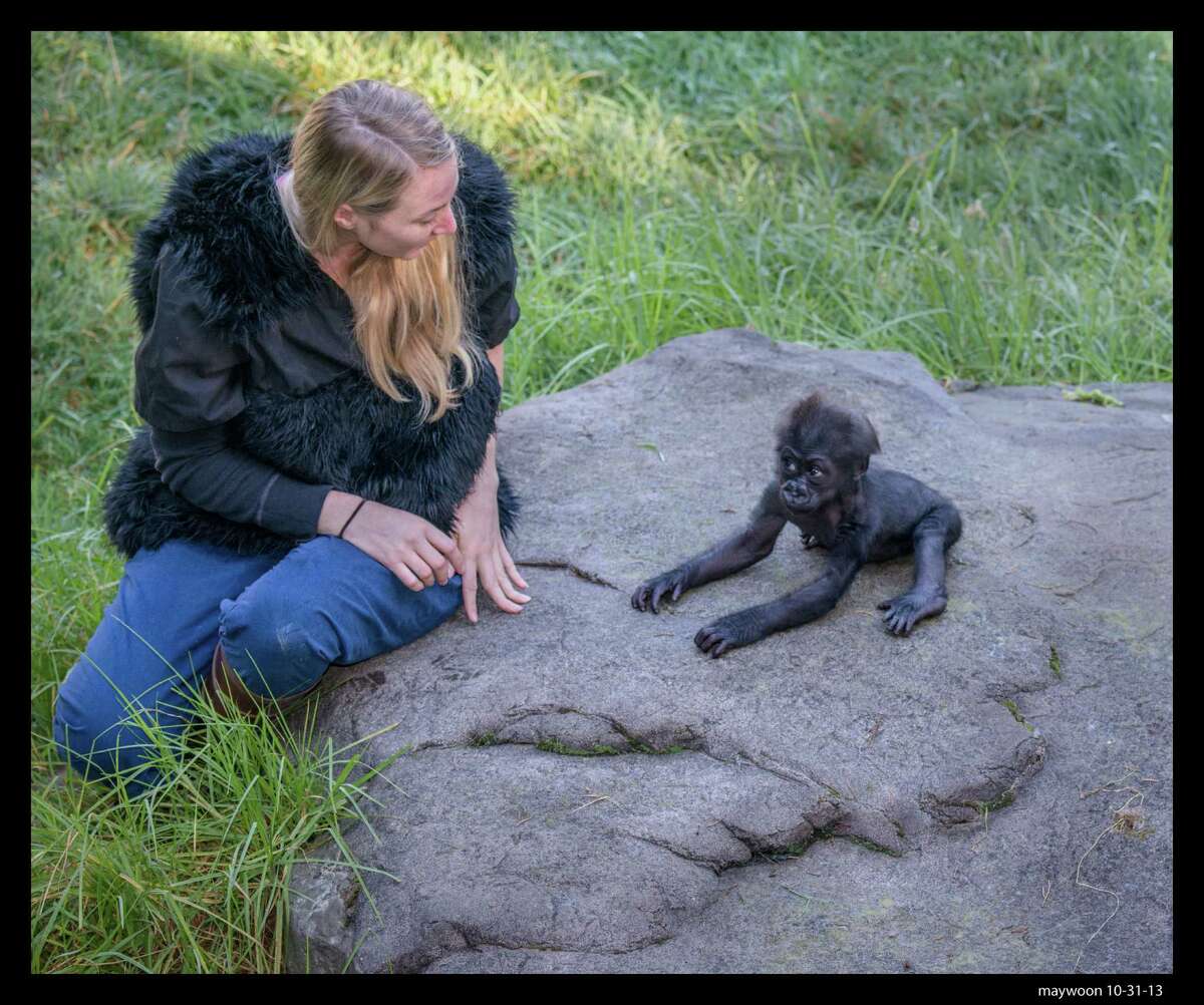 Animal keeper Kelly Blakemore plays with infant gorilla Kabibe at the San Francisco Zoo gorilla preserve on October 31, 2013. Kabibe died in a tragic accident at the zoo earlier this month.