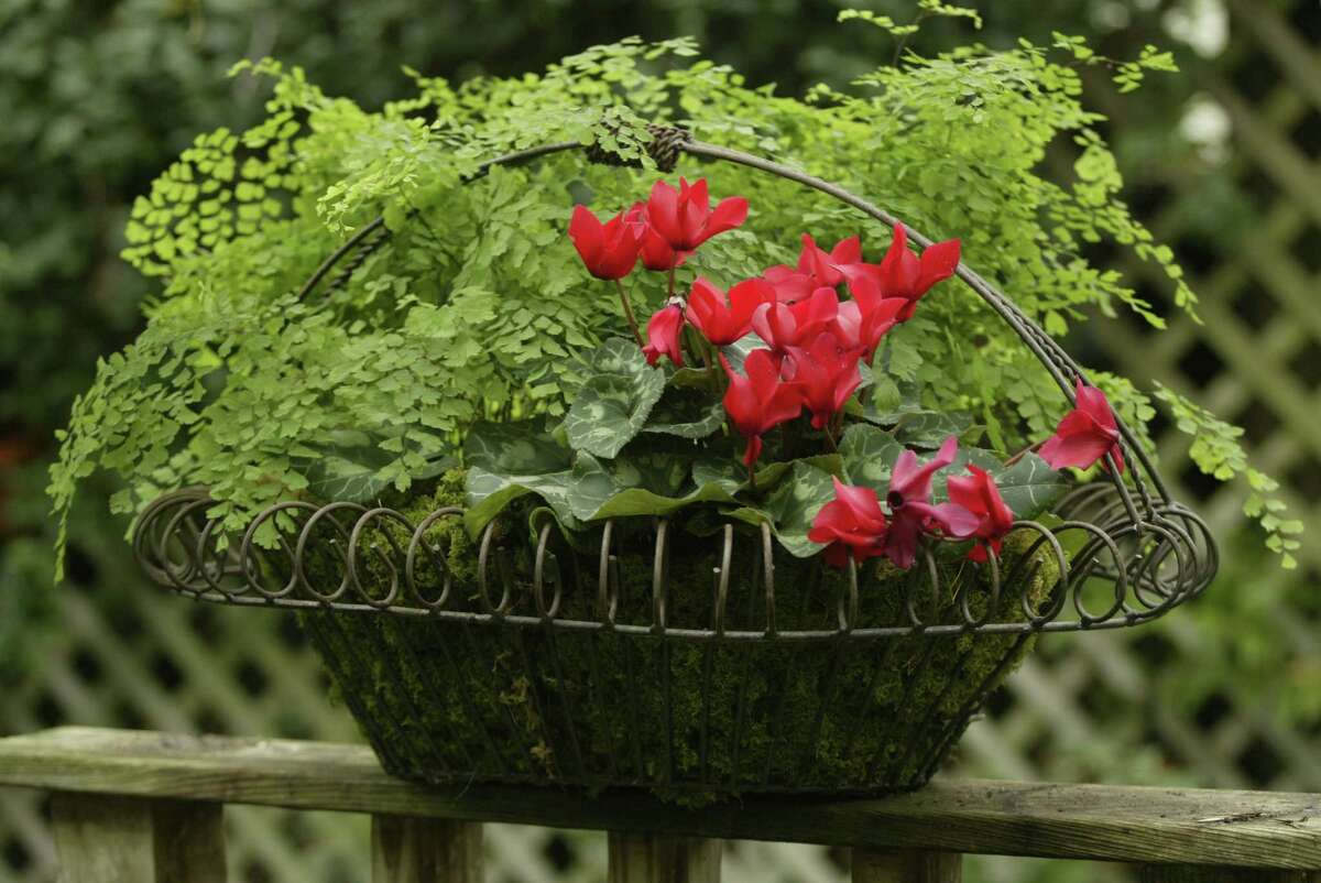 Combine cyclamen and maidenhair fern in an attractive container for a festive holiday touch on a deck or patio.