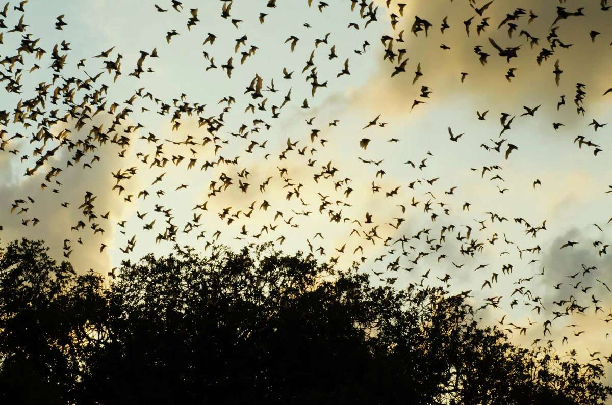 Spring means one of the states weirdest residents, bats, are returning