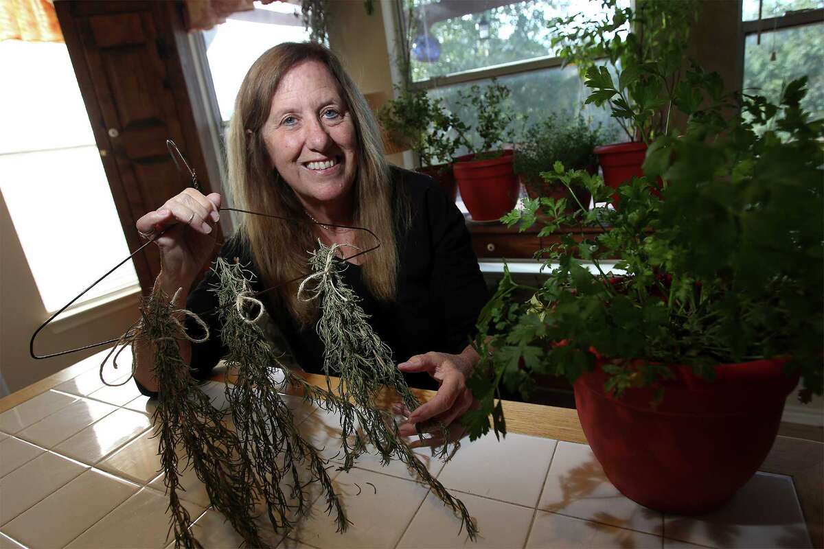 Gardeners keep herbs growing indoors