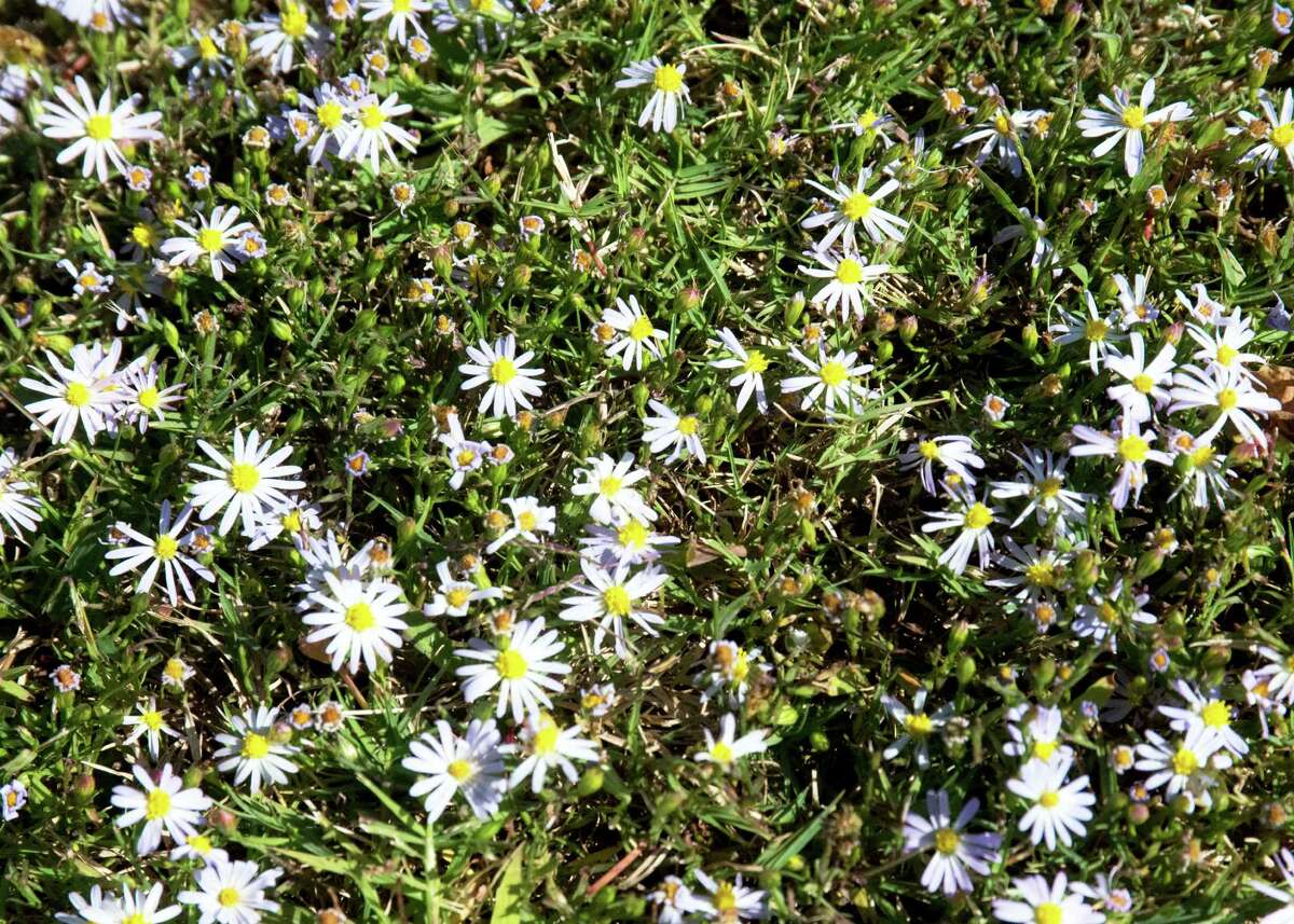 Roadside asters thrive where lawn grass thins out.