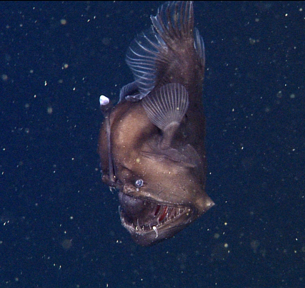 Rare Deep-Sea Anglerfish Washes Up on a California Beach, Smart News