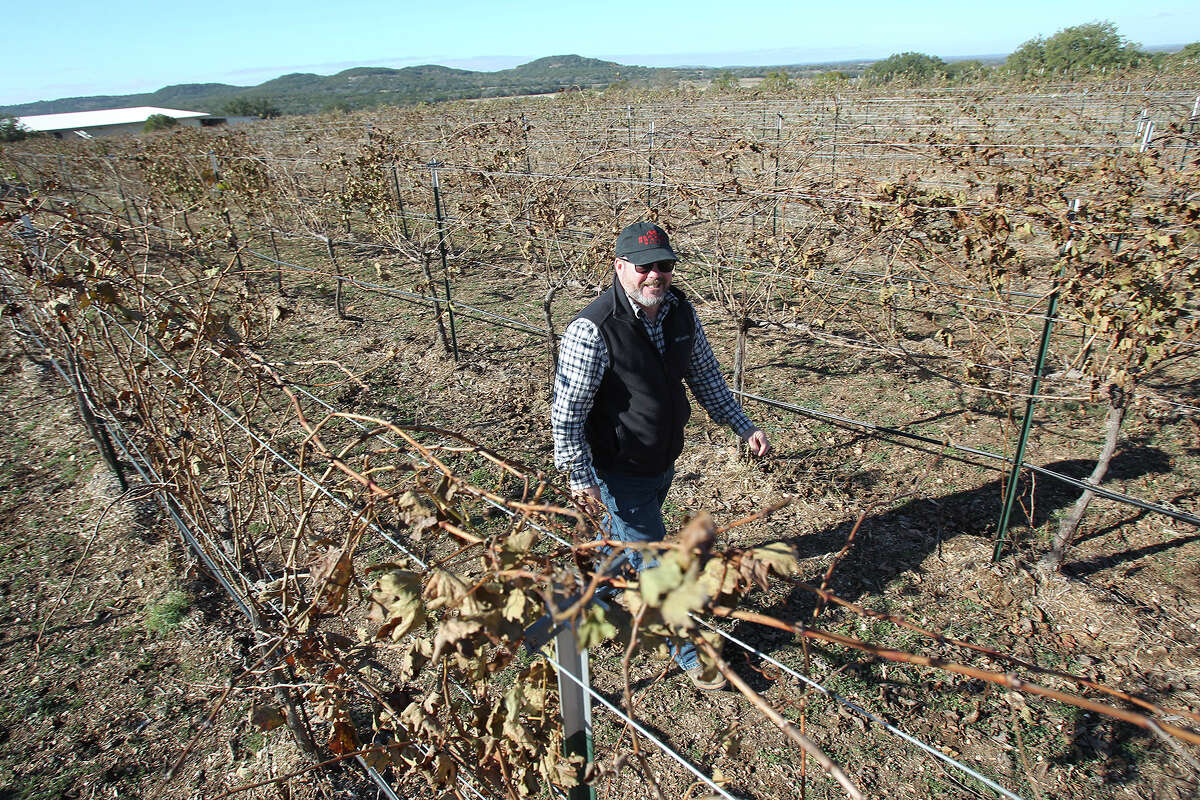 John Rivenburgh observes seasonal dormancy of plants as he walks through his Bending Branch vineyard and wine producing plant near Comfort on November 20, 2014. The facility has experienced only mild effects from herbicides used in nearby farming operations.
