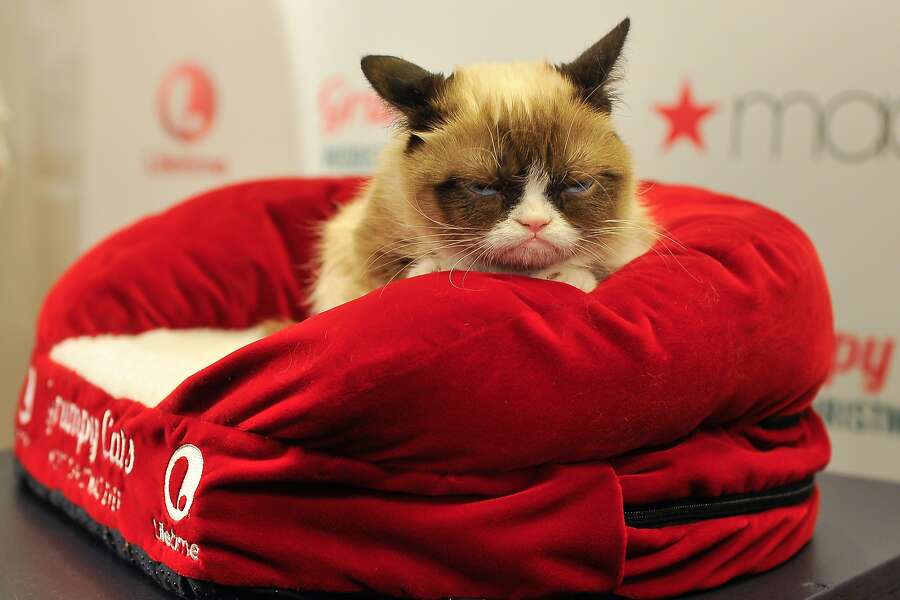 The Internet Cat Video Festival Is Coming To San Francisco