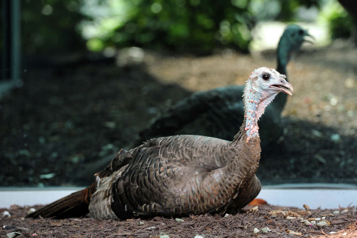 A wild turkey sits near the reflective window of an office building in Bridgeport, Conn. July 23, 2014. For many months the lone bird was frequently seen in downtown Bridgeport, but now police are investigating a report that it was recently chased down and killed at the hands two men.