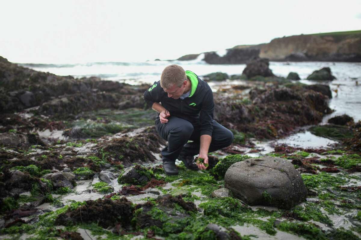 Justin Cogley, executive chef at Auberge in Carmel, forages for seaweed for his restaurant.