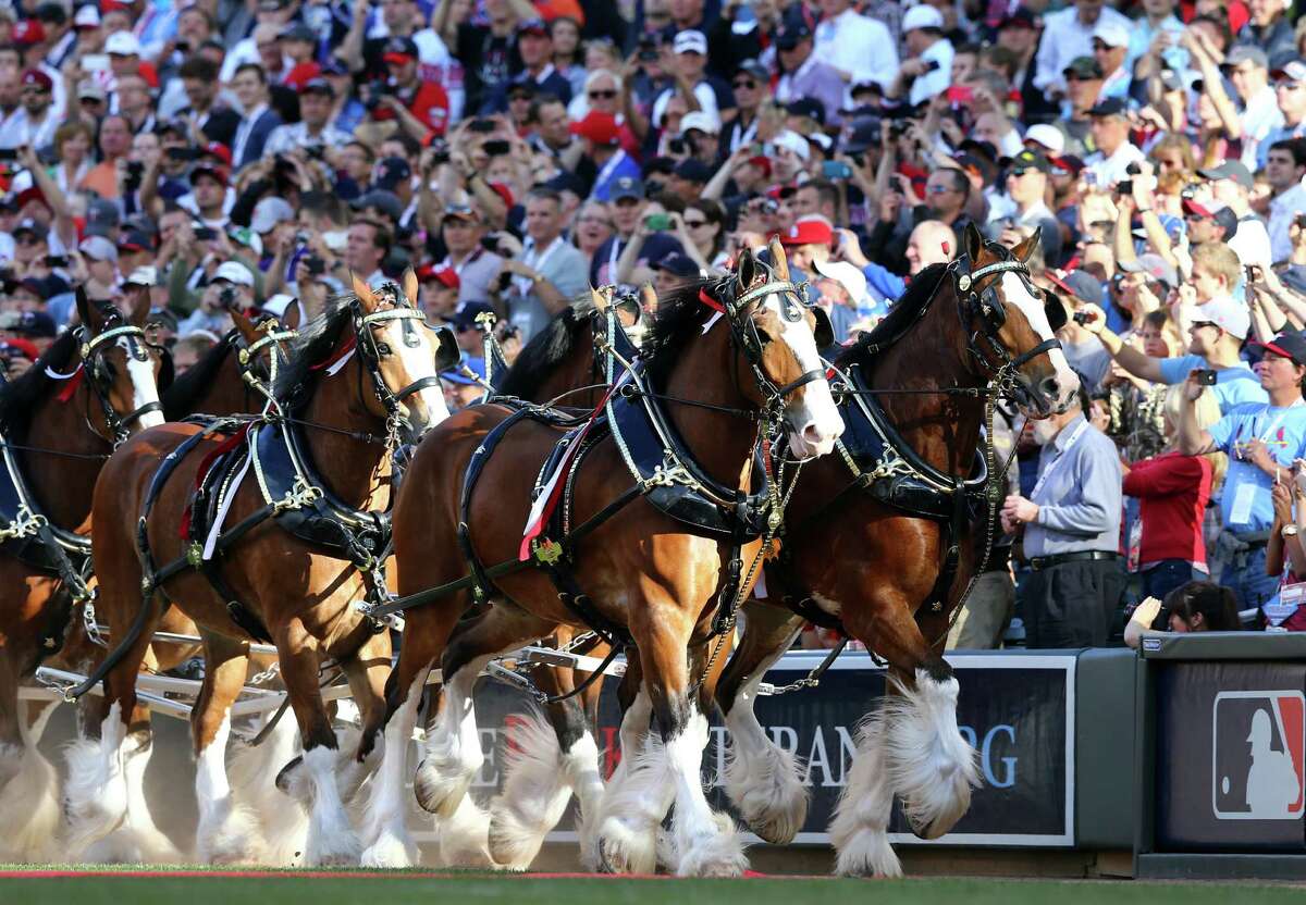Budweiser gives Clydesdales holiday pink slip