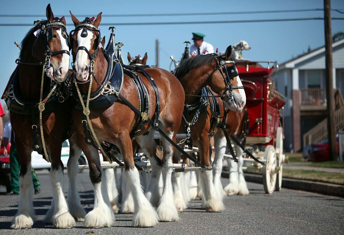 Budweiser gives Clydesdales holiday pink slip