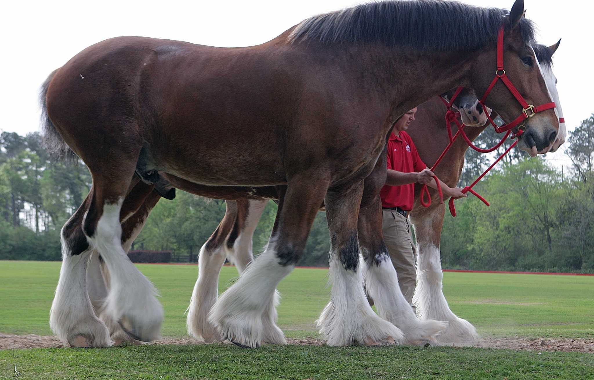 Budweiser gives Clydesdales holiday pink slip