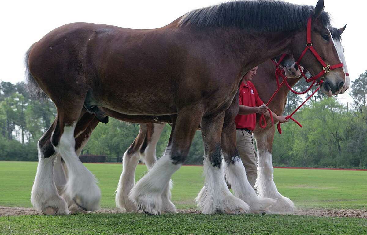 How do the Budweiser Clydesdales prepare for Opening Day?