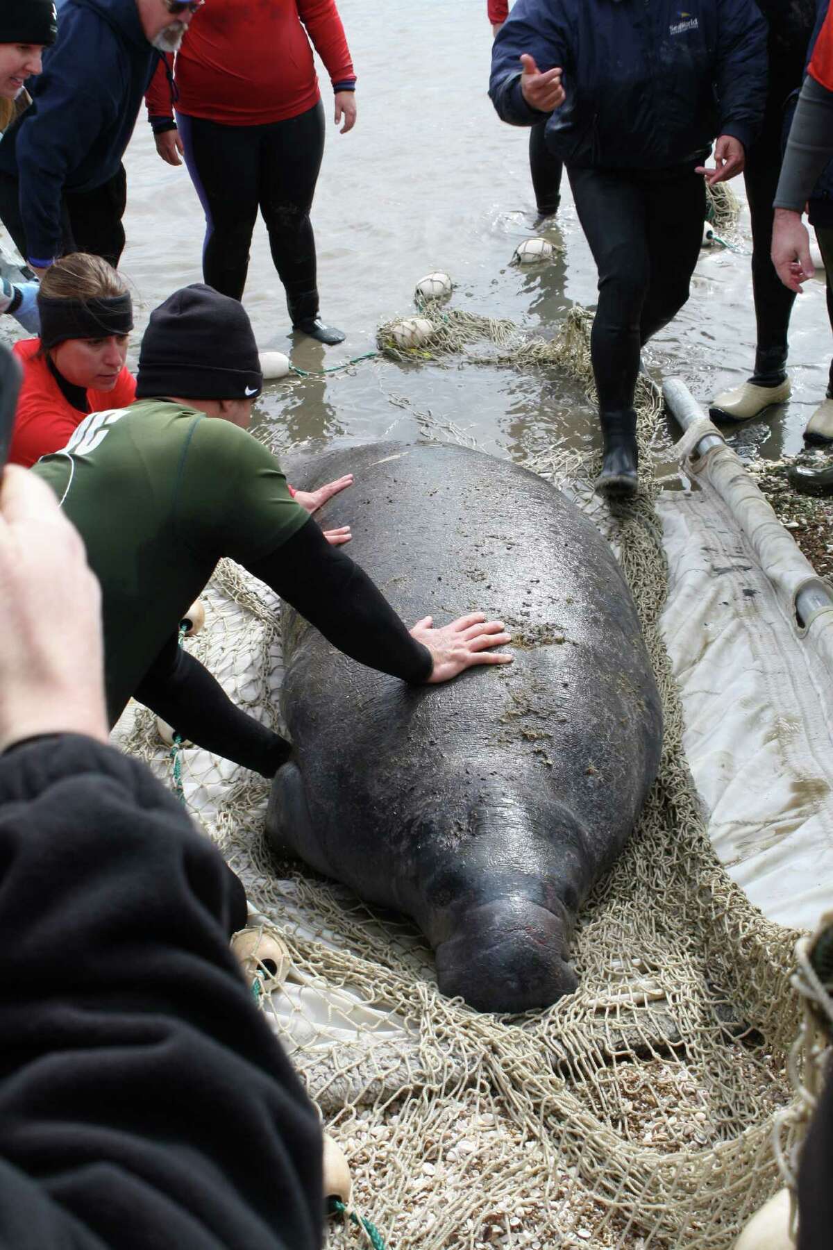 Rescued manatee now calls Sea World San Antonio home