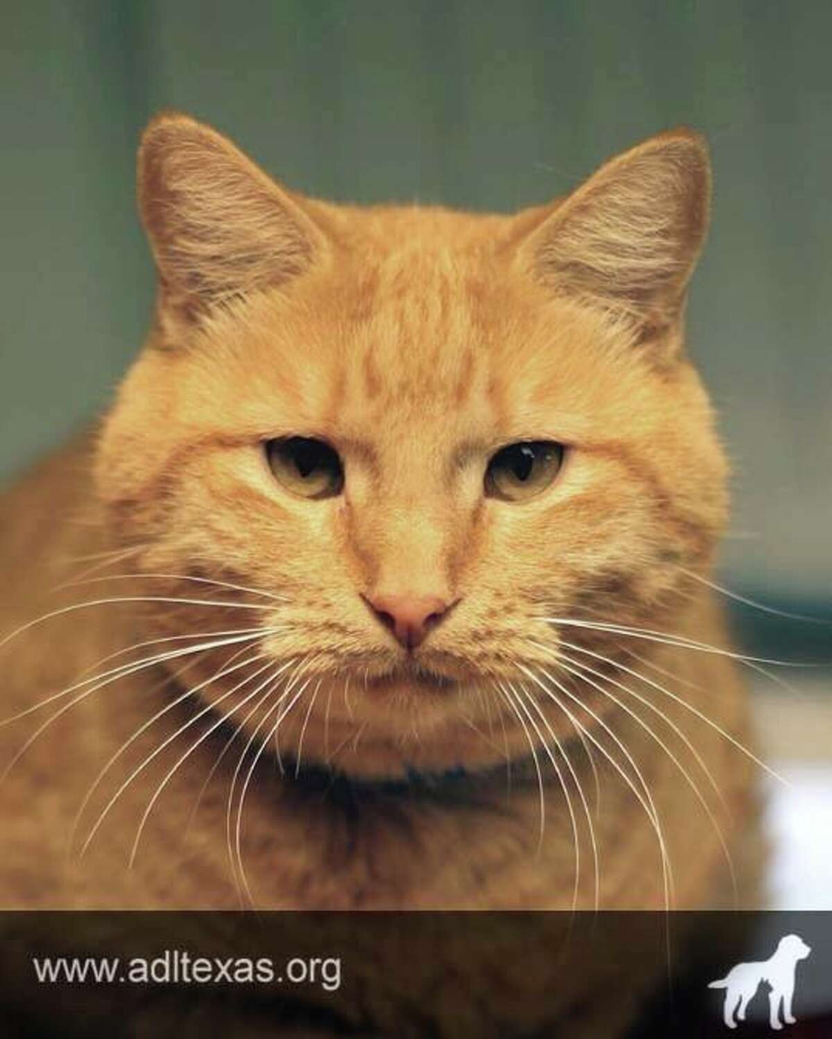 Bruno: I’m a very sweet, affectionate fellow who will greet you at the door when you come home! I enjoy being petted and I promise I'll bring all the love and happiness I can into your family!
