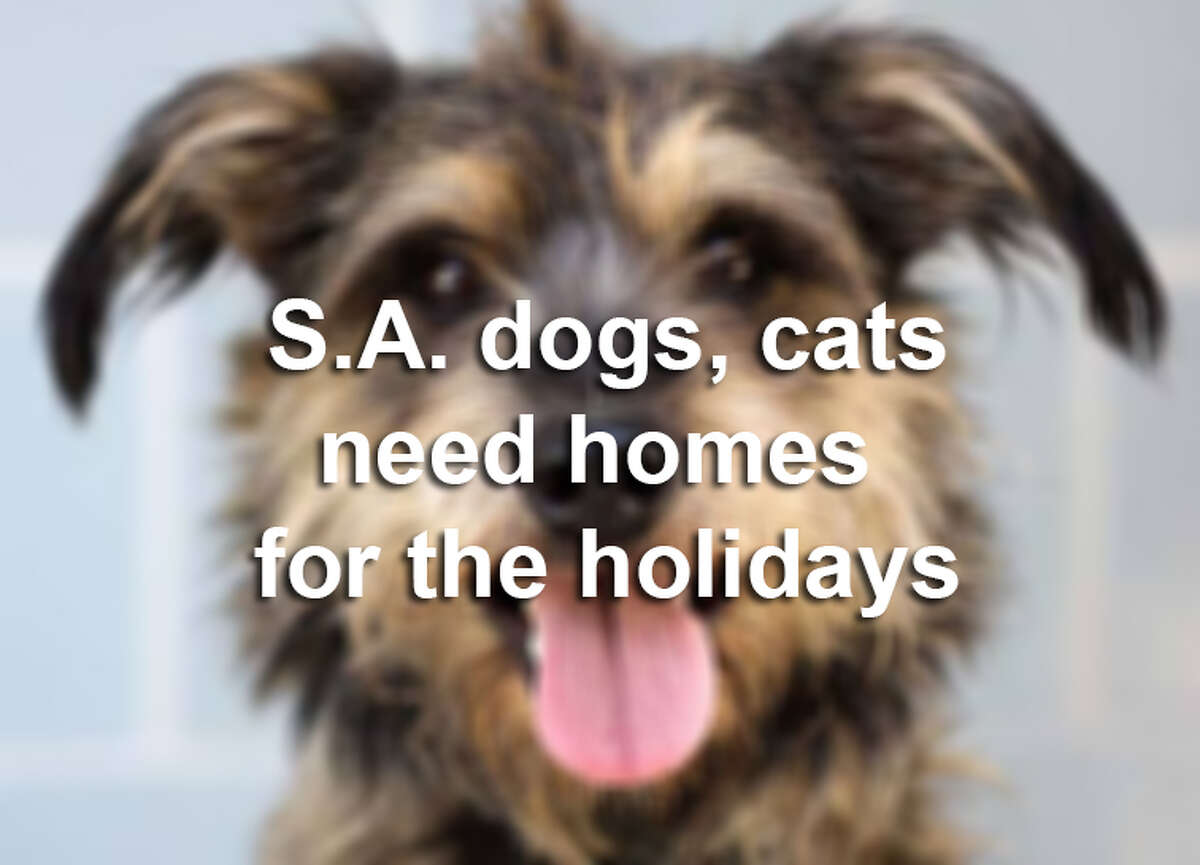 SA dogs cats need homes for the holidays