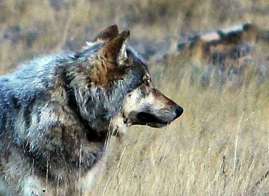 Endangered wolf back in Arizona after 70year absence SFGate