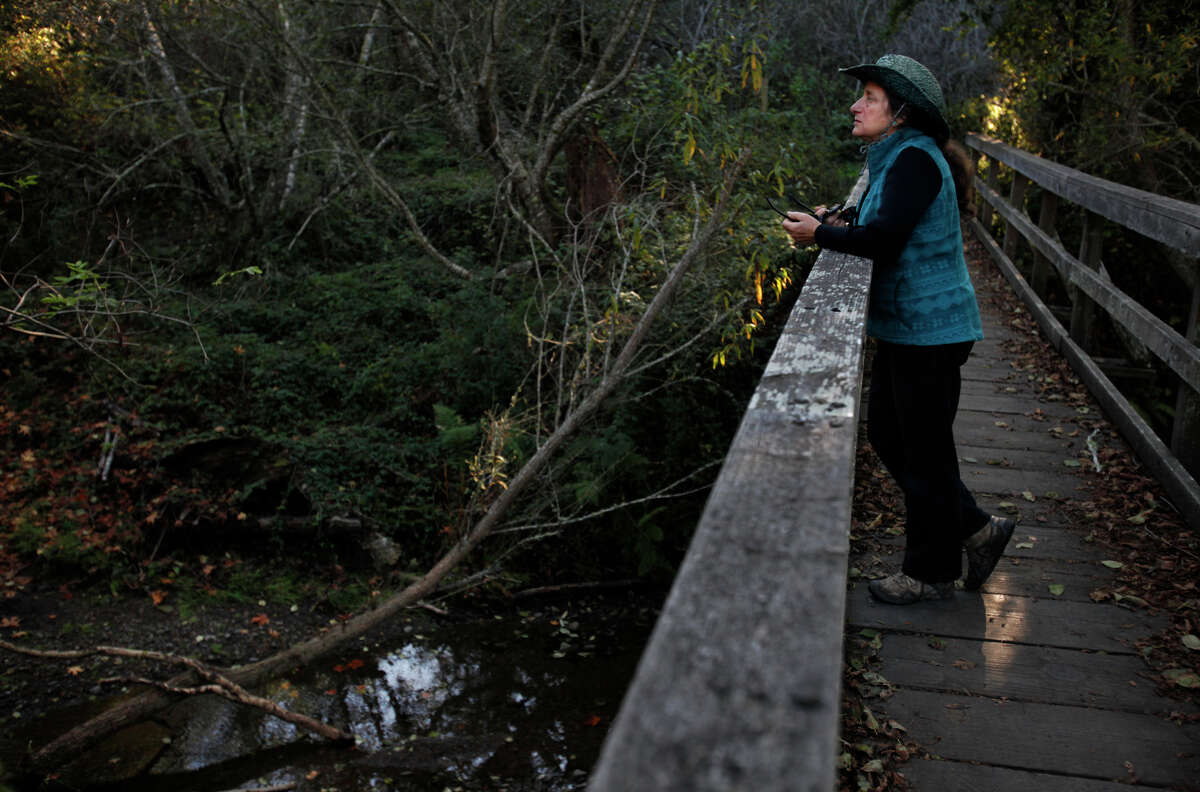 Laura Chariton, director of the Watershed Alliance of Marin, visits Redwood Creek, where the coho didn’t spawn this year.