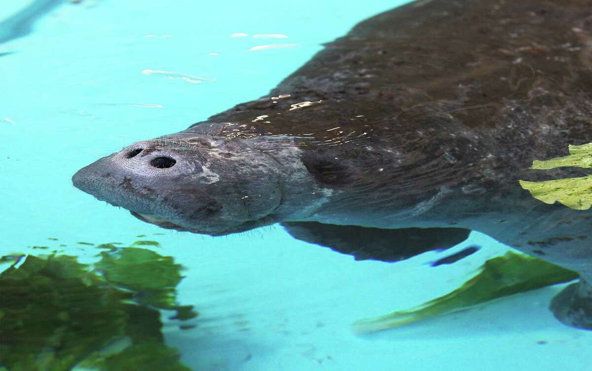 Rescued manatee recovering at SeaWorld, along with 100 other animals