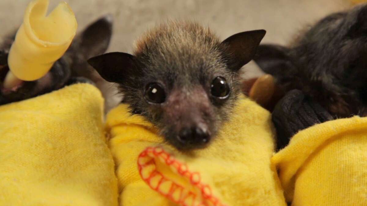 Orphaned bats at the Australian Bat Clinic