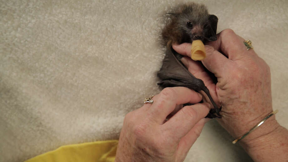 How to swaddle a baby bat like a burrito Houston Chronicle