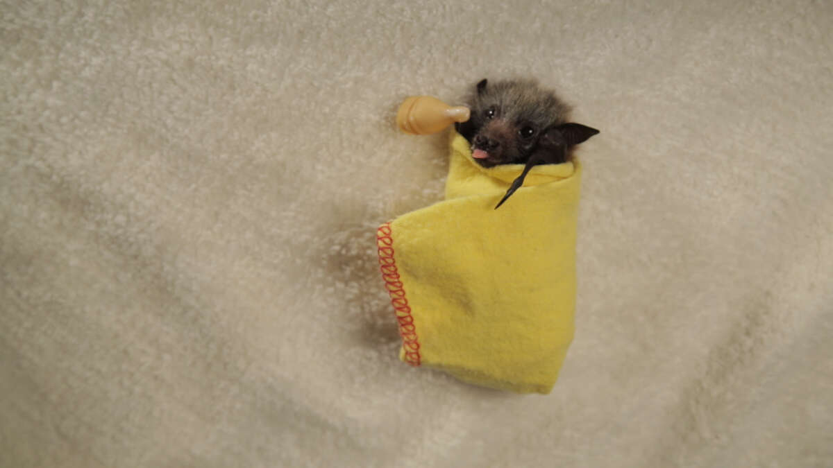 How to swaddle a baby bat like a burrito