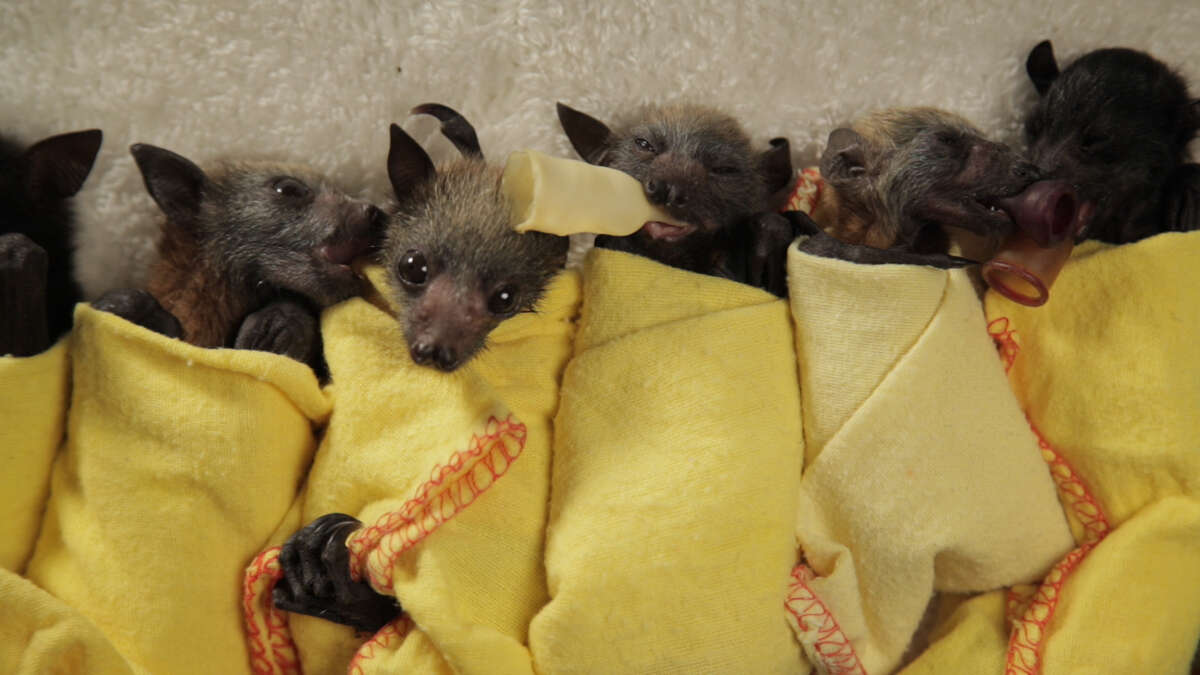 How to swaddle a baby bat like a burrito