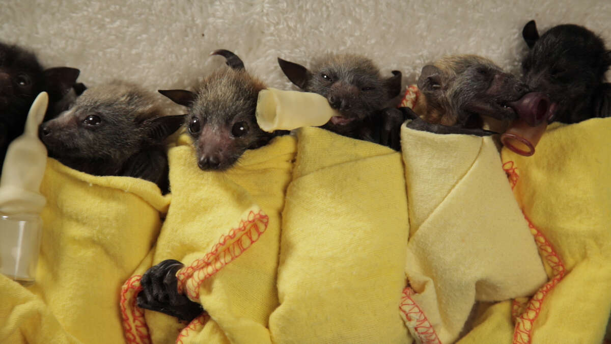 Rescued bats swaddled in yellow fleece