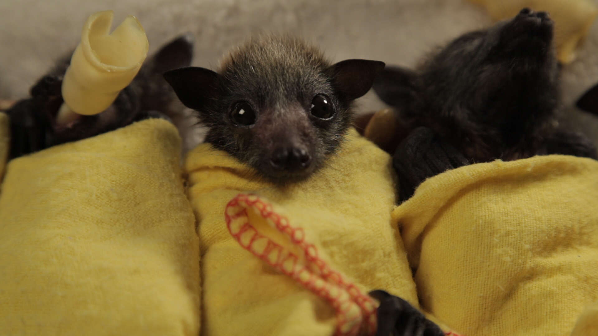 How to swaddle a baby bat like a burrito