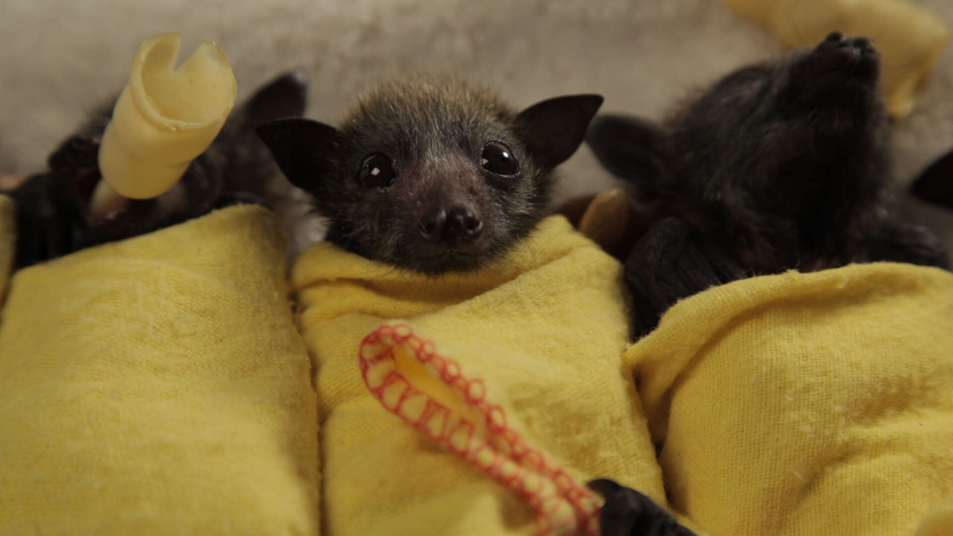Why Do Baby Bats Need Pacifiers