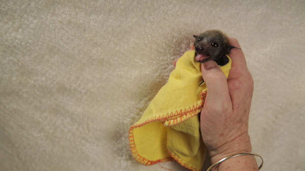 Orphaned bat at the Australian Bat Clinic