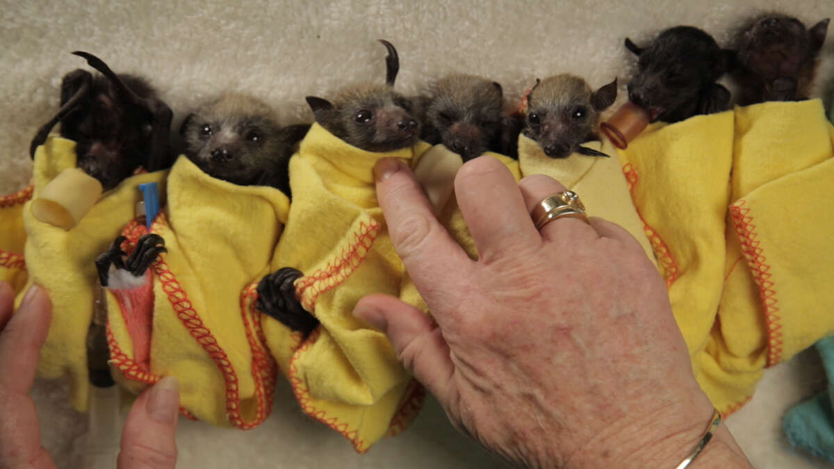 How to swaddle a baby bat like a burrito