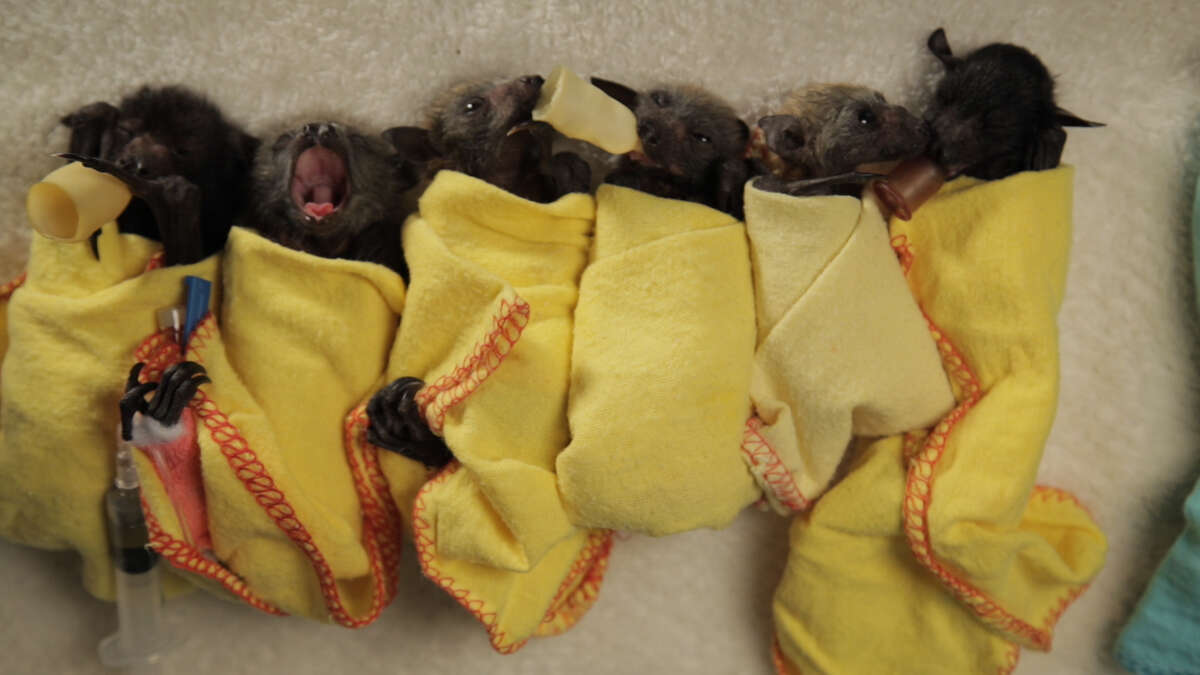 How to swaddle a baby bat like a burrito