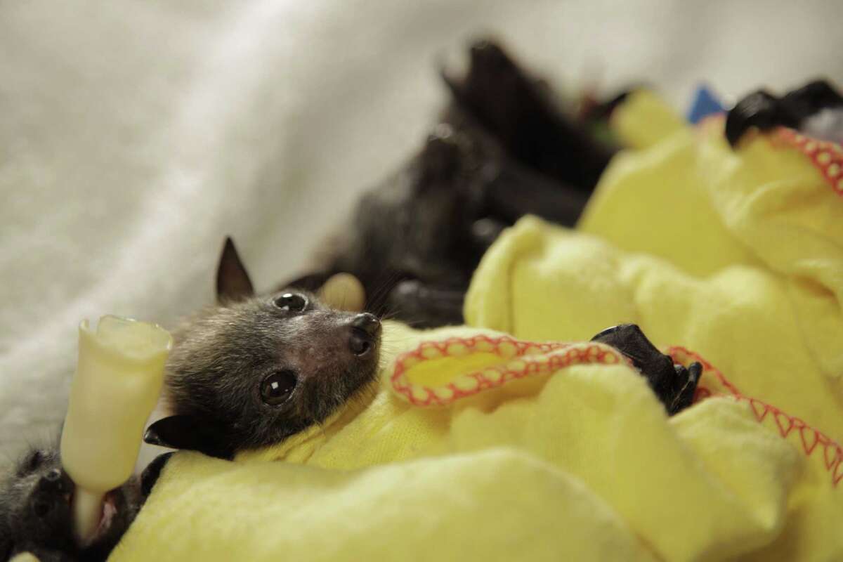How to swaddle a baby bat like a burrito