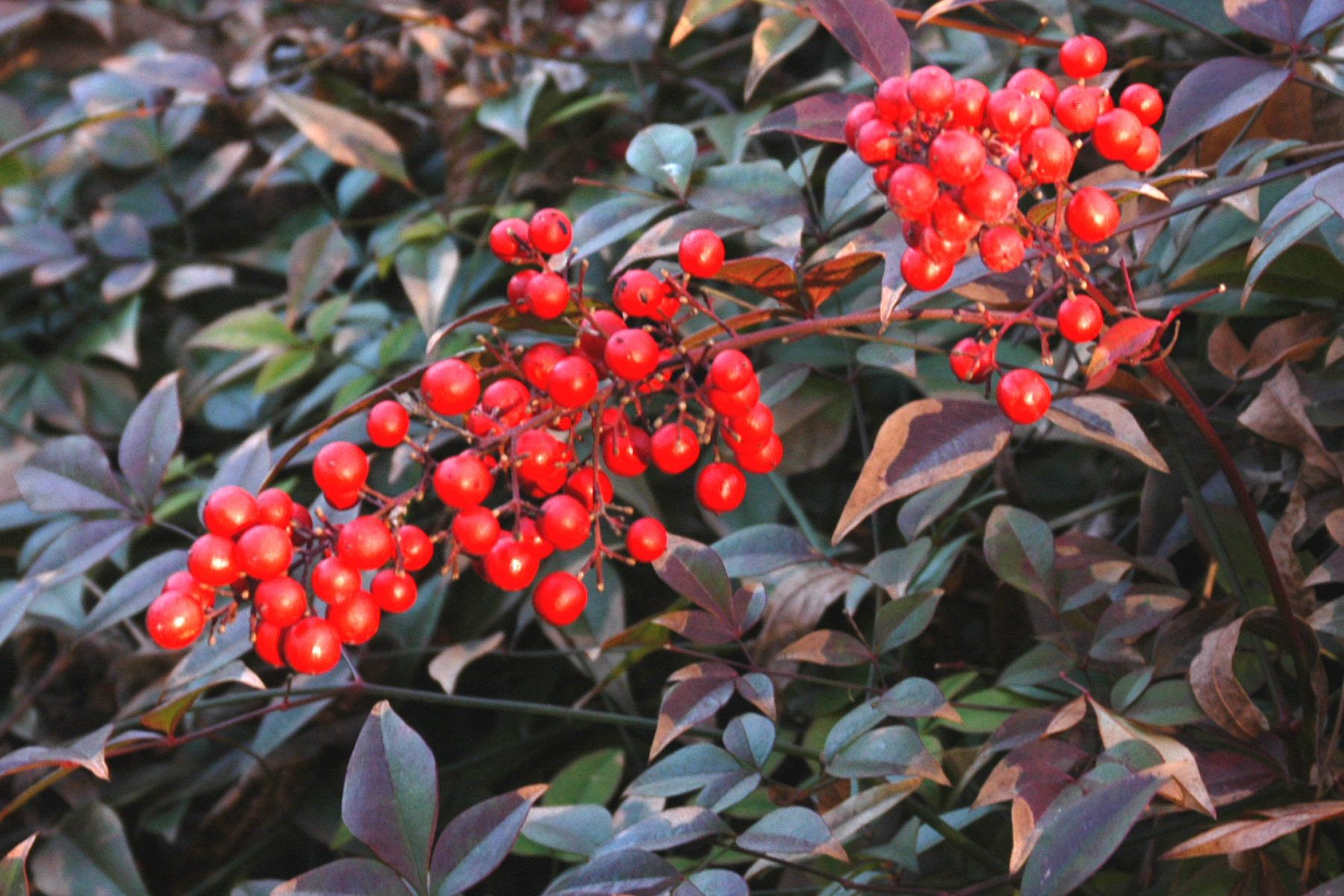 Peffley: Nandina holiday berries for a splash of color in garlands