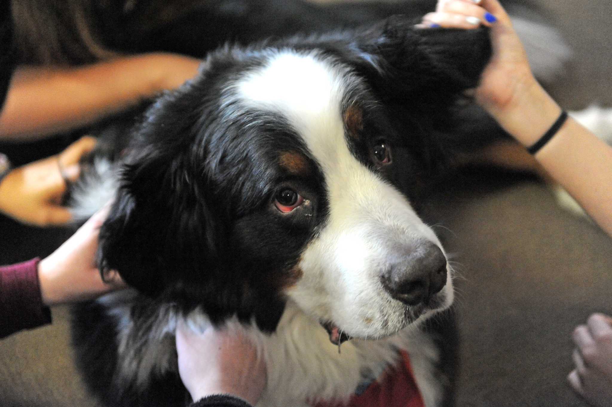 How To Make Your Dog A Therapy Dog In Ny How to make your dog a therapy dog in ny