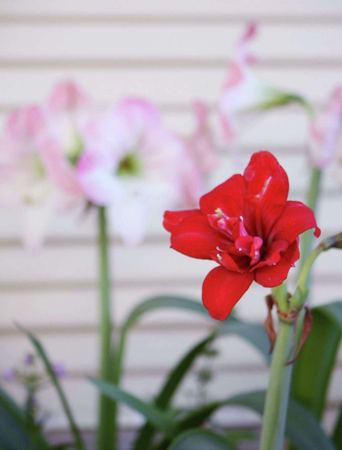 Amaryllis need a dry spell to trigger another round of blooms.