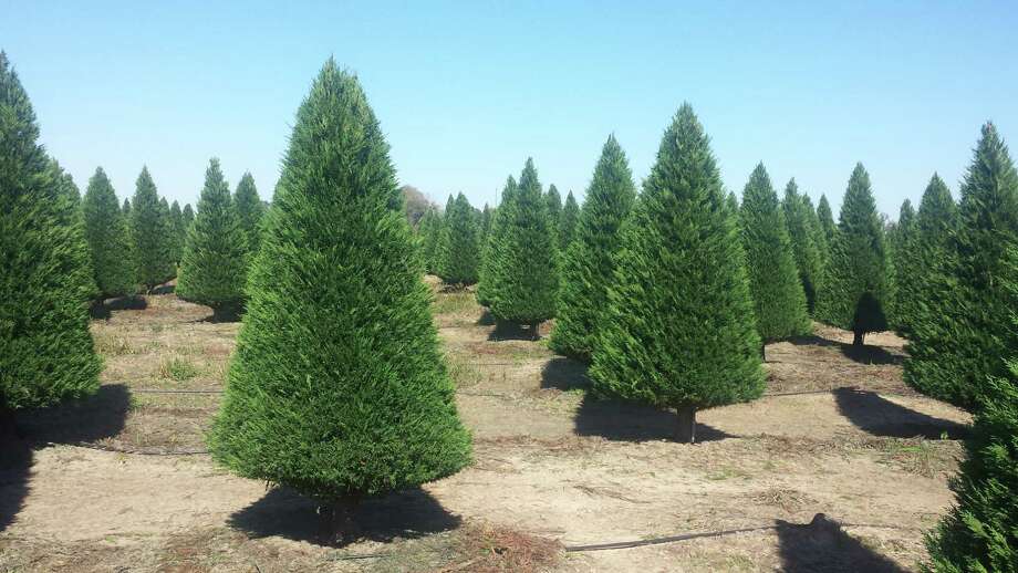 Make Holiday Memories At A Christmas-tree Farm - Houston Chronicle 'Leyland' cypresses are popular at the Dewberry Christmas Tree Farm in Brookshire. These. ' - Make Holiday Memories At A Christmas-tree Farm - Houston Chronicle