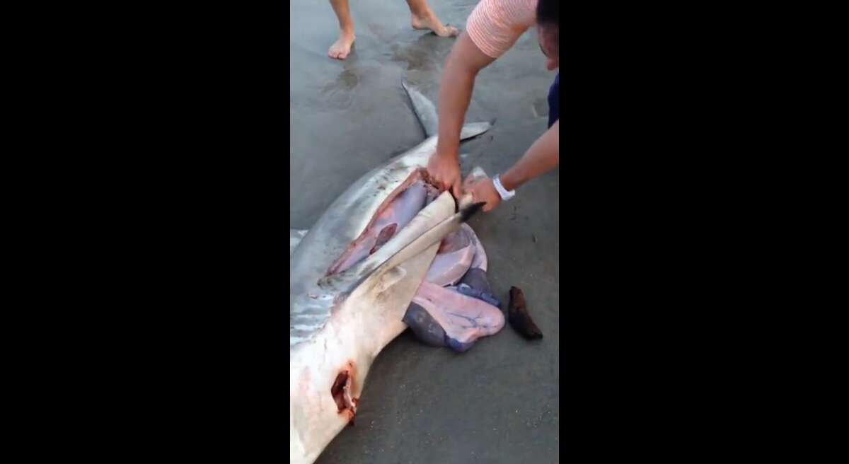 Crazy video shows dead shark birthing 3 babies