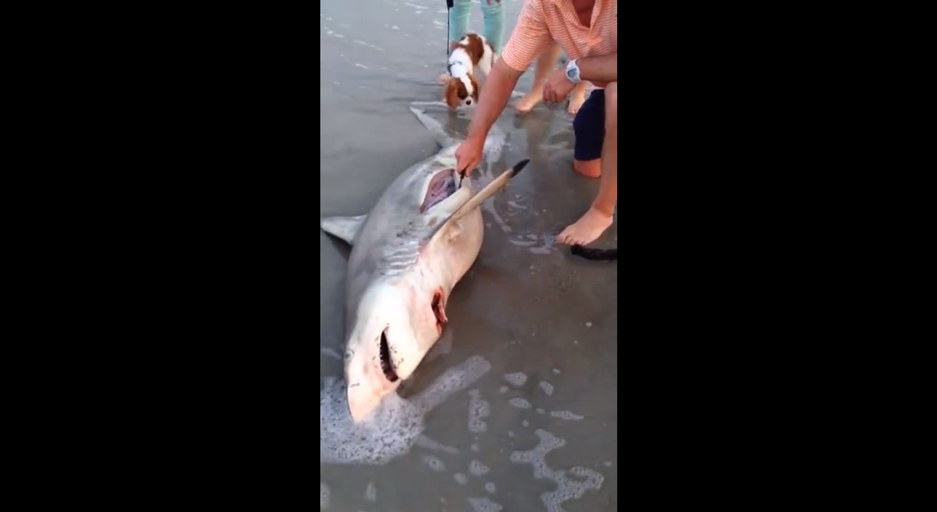 Crazy video shows dead shark birthing 3 babies