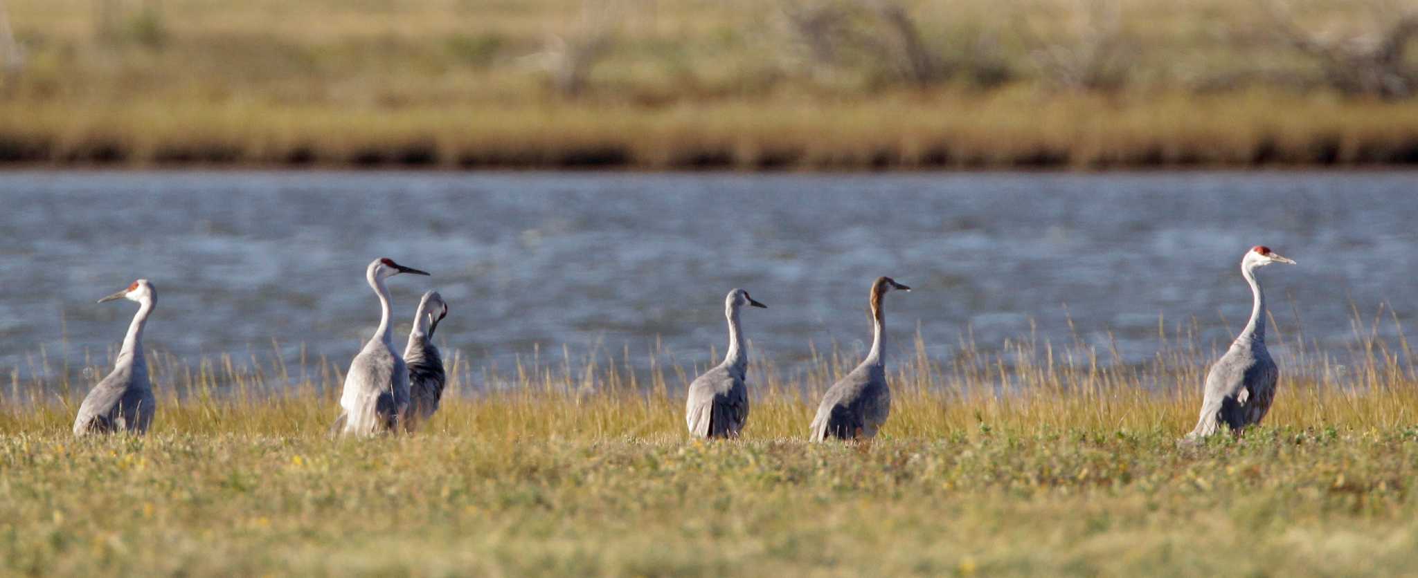 Having breakfast with the sandhill cranes