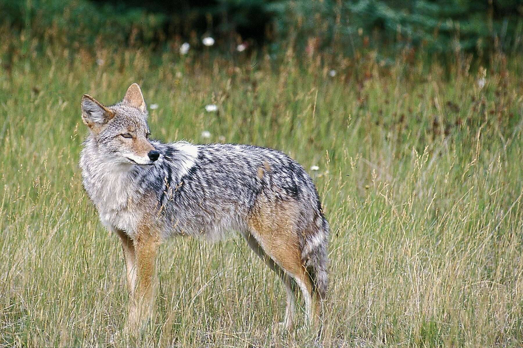 Jackals Baseball Ticket Prices Fall after Quake