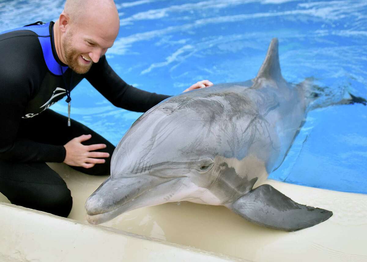 Atlantic Bottlenose Dolphins Gilly, seen with trainer Scott McCoy, was found stranded in Port Isabel when he was a baby, weighing just about 50 pounds. He arrived at Sea World in June 1994, and now lives in Sea World’s feeding tank, away from visitors.