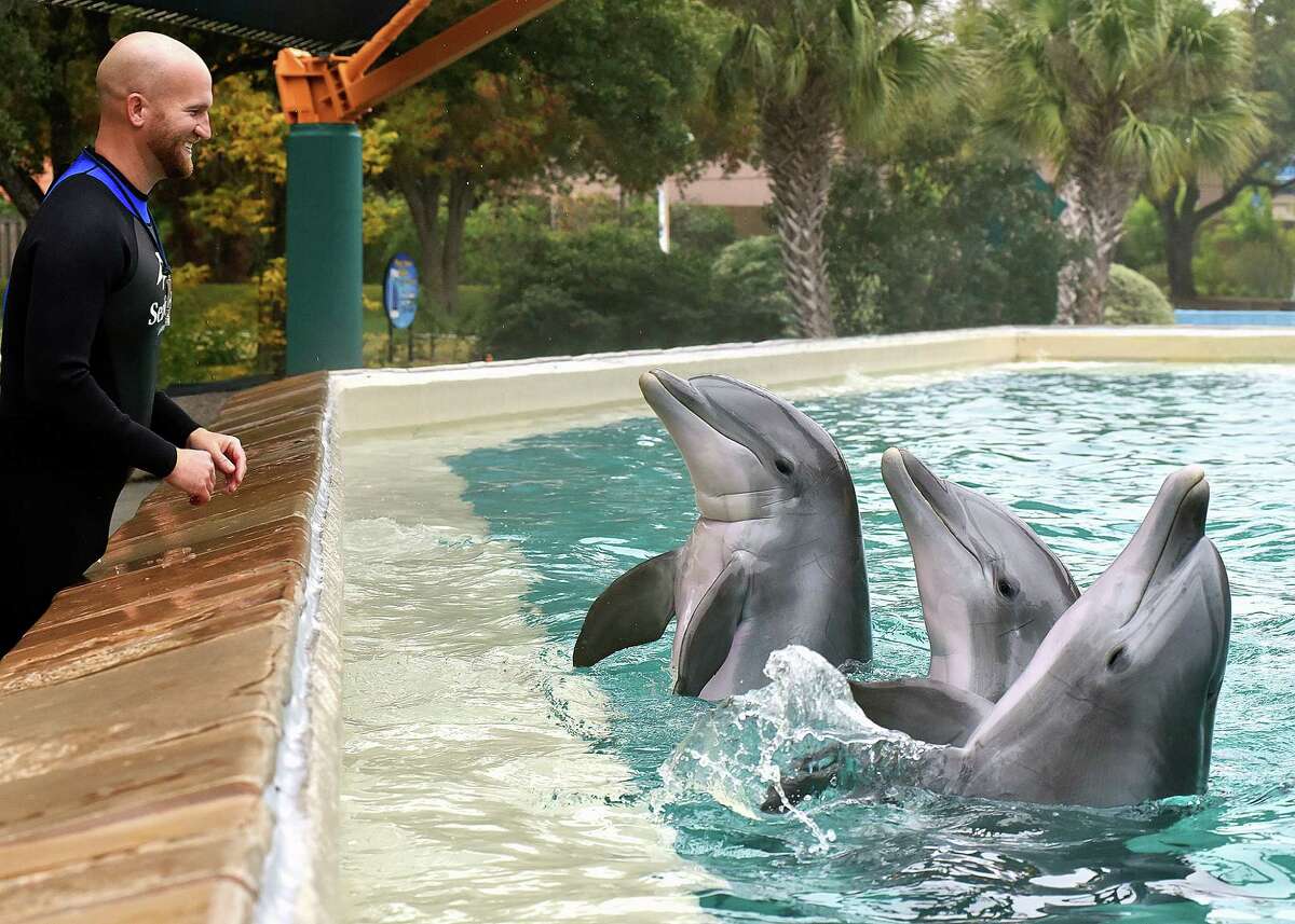 Atlantic Bottlenose Dolphins Donley, Mattie and Alice were rescued by SeaWorld when they beached on the coast of the Gulf of Mexico. Donley, also known as “The Don,” left, was rescued in November 2009, after he was found stranded in Port Aransas. Mattie, middle, was rescued in April 1996 after she was found stranded on Matagorda Island, which she is named after. Alice, right, was rescued in April 2007, after she was found stranded. All dolphins beached due to injuries and malnourishment, and now they live with 12 others in The Dolphin Cove at Sea World.