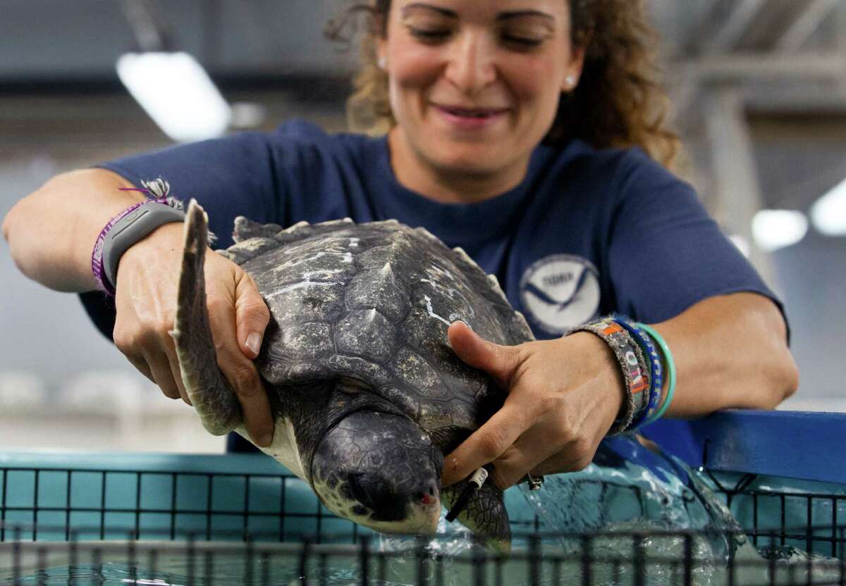 Cold-stunned turtles flown to Galveston