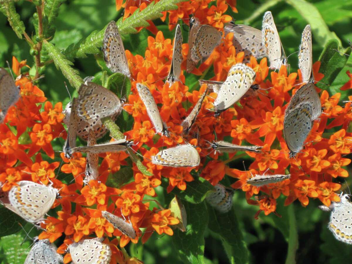 Saratoga County's Wilton preserve helps Karner blue